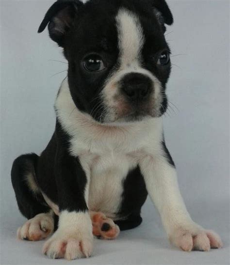 boston terrier puppies minneapolis|lavender boston terrier puppies.